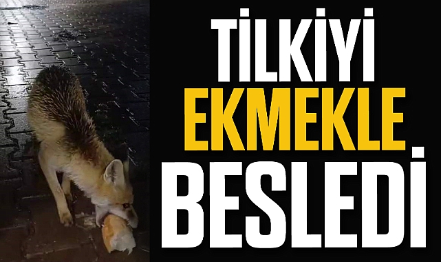 Karabük’te tır sürücüsü tilkiyi ekmekle besledi
