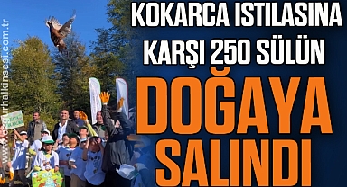 Kokarca istilasına karşı 250 sülün doğaya salındı