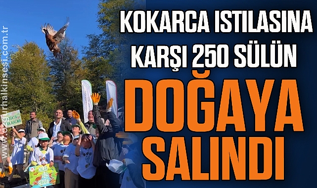 Kokarca istilasına karşı 250 sülün doğaya salındı