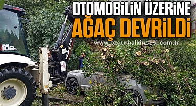 Otomobilin üzerine ağaç devrildi