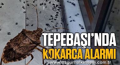 TEPEBAŞI’NDA KOKARCA ALARMI