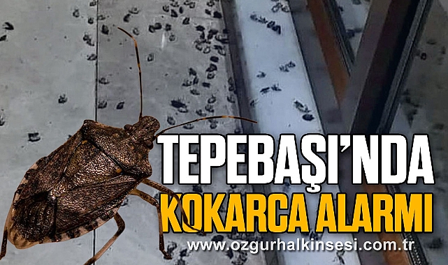 TEPEBAŞI’NDA KOKARCA ALARMI