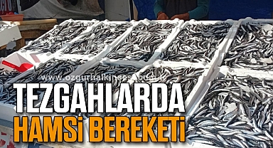 Tezgahlarda Hamsi Bereketi