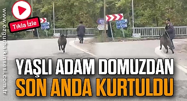 Yaşlı adam, üzerine koşan domuzdan son anda kurtuldu
