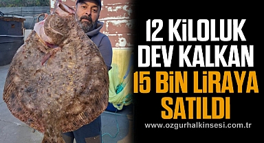 12 KİLOLUK DEV KALKAN 15 BİN LİRAYA SATILDI
