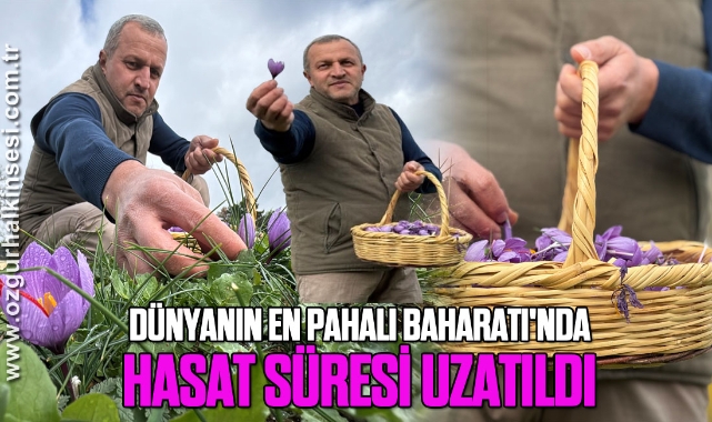 Dünyanın en pahalı baharatı'nda hasat süresini uzattı