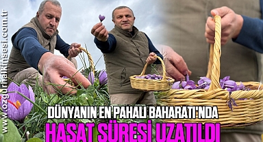 Dünyanın en pahalı baharatı'nda hasat süresini uzattı