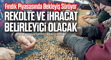Fındık Piyasasında Bekleyiş Sürüyor: Rekolte ve İhracat Belirleyici Olacak