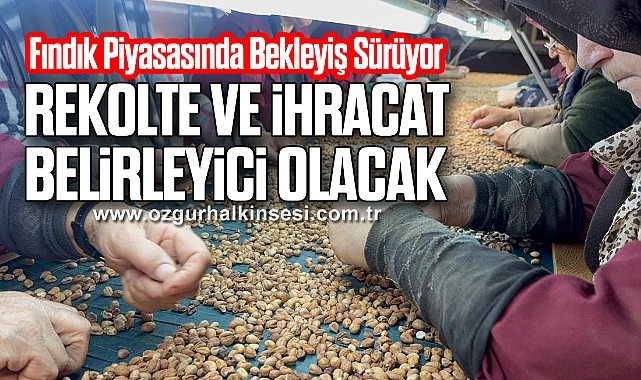 Fındık Piyasasında Bekleyiş Sürüyor: Rekolte ve İhracat Belirleyici Olacak