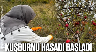Kuşburnu hasadı başladı