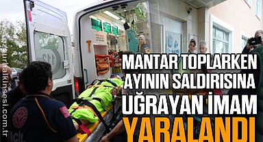Mantar toplarken ayının saldırısına uğrayan imam yaralandı