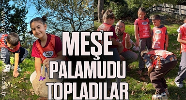 MEŞE PALAMUDU TOPLADILAR