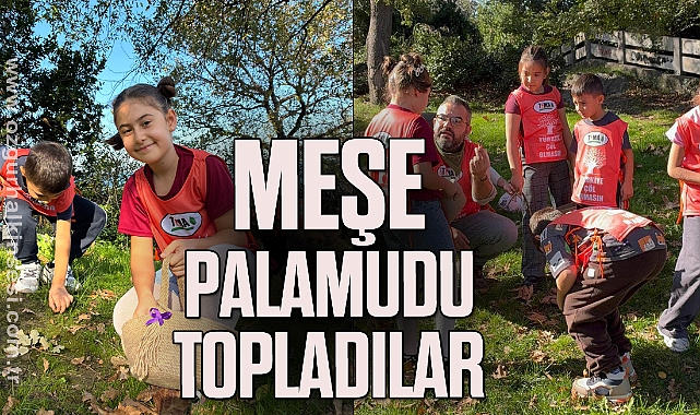 MEŞE PALAMUDU TOPLADILAR
