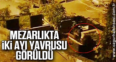 Mezarlıkta iki ayı yavrusu görüldü