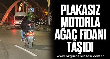 PLAKASIZ MOTORLA AĞAÇ FİDANI TAŞIDI