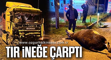 TIR İNEĞE ÇARPTI