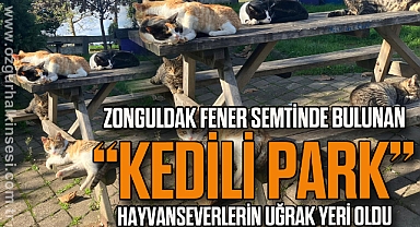 KEDİLİ PARK ONLARCA PATİNİN YENİ EVİ OLDU