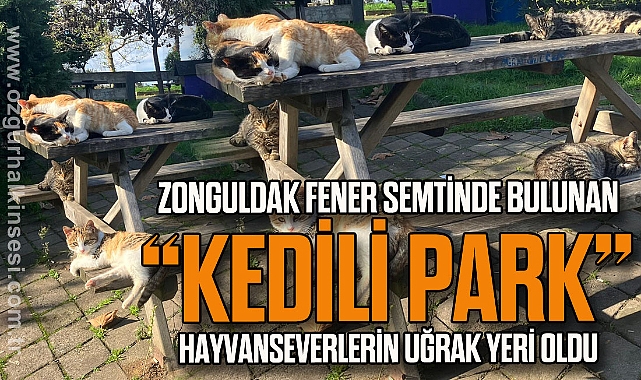 KEDİLİ PARK ONLARCA PATİNİN YENİ EVİ OLDU