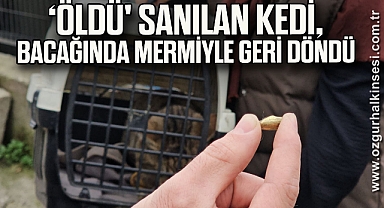 Zonguldak'ta ‘öldü' sanılan kedi, bacağında mermiyle geri döndü