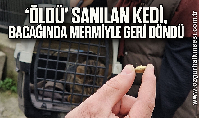 Zonguldak'ta ‘öldü' sanılan kedi, bacağında mermiyle geri döndü
