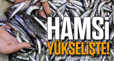 HAMSİ YÜKSELİŞTE!