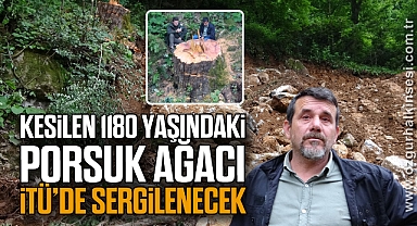 Kesilen 1180 yaşındaki porsuk ağacı İTÜ’de sergilenecek