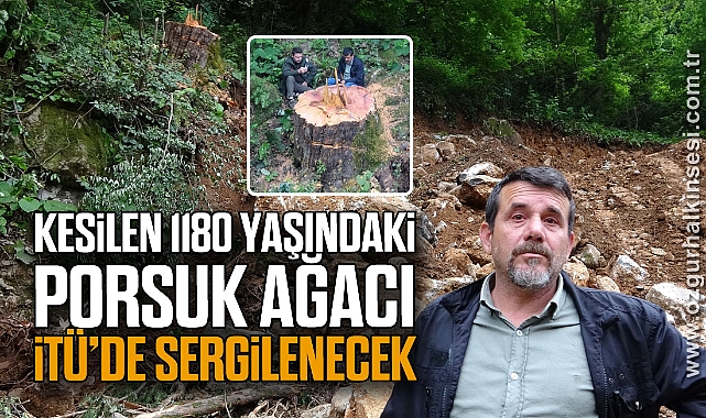 Kesilen 1180 yaşındaki porsuk ağacı İTÜ’de sergilenecek