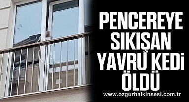 Pencereye Sıkışan Yavru Kedi Öldü