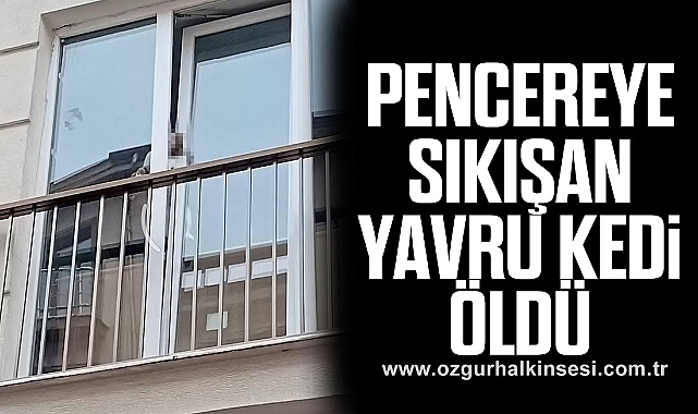 Pencereye Sıkışan Yavru Kedi Öldü