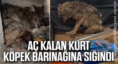 Aç kalan kurt, köpek barınağına sığındı