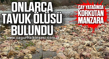 Çay yatağında onlarca tavuk ölüsü bulundu