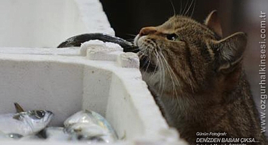 Günün Fotoğrafı...