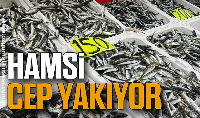 HAMSİ CEP YAKIYOR