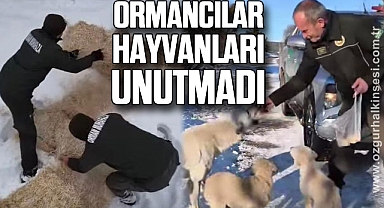 ORMANCILAR HAYVANLARI UNUTMADI