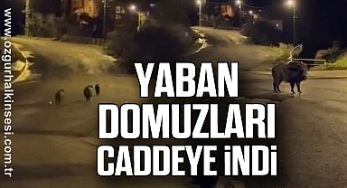 Yaban domuzları Caddeye İndi