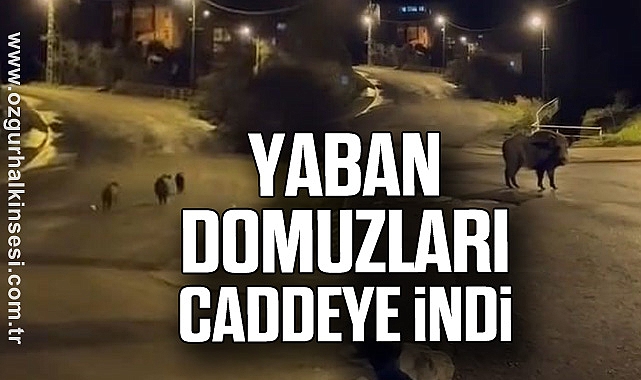 Yaban domuzları Caddeye İndi