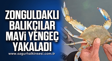 ZONGULDAKLI BALIKÇILAR MAVİ YENGEÇ YAKALADI