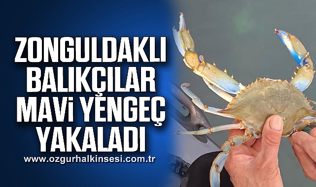 ZONGULDAKLI BALIKÇILAR MAVİ YENGEÇ YAKALADI