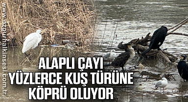 Alaplı Çayı yüzlerce kuş türüne köprü oluyor