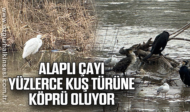 Alaplı Çayı yüzlerce kuş türüne köprü oluyor