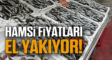 Hamsi fiyatları el yakıyor!