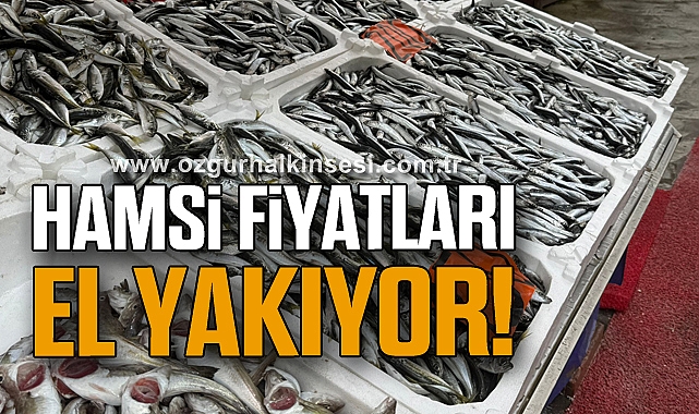 Hamsi fiyatları el yakıyor!