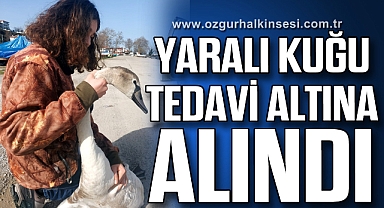 Yaralı kuğu tedavi altına alındı