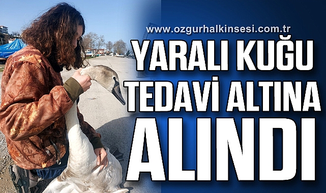 Yaralı kuğu tedavi altına alındı