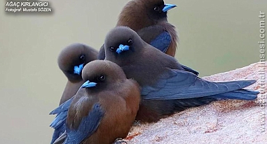 Günün Fotoğrafı...