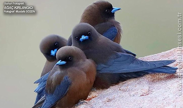 Günün Fotoğrafı...