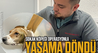 Sokak Köpeği Operasyonla Yaşama Döndü