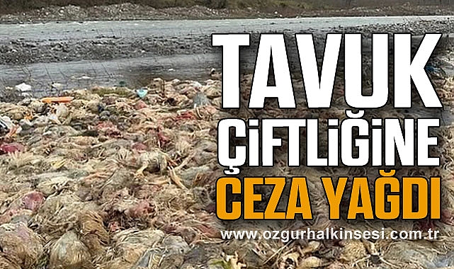 TAVUK ÇİFTLİĞİNE CEZA YAĞDI…