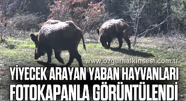 Yiyecek arayan yaban hayvanları fotokapanla görüntülendi