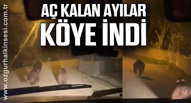 Aç kalan ayılar köye indi